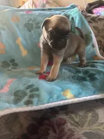 Aqua, a female Pug and Yorkshire Terrier for sale in Shepherd, MI – 3 of 3