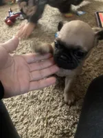 Dozer Pibbles, a male Pug and Yorkshire Terrier for sale in Shepherd, MI – Photo 5 of 5