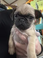 Dozer Pibbles, a male Pug and Yorkshire Terrier for sale in Shepherd, MI – Photo 1 of 5