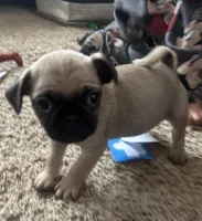 Dozer Pibbles, a male Pug and Yorkshire Terrier for sale in Shepherd, MI – Photo 4 of 5