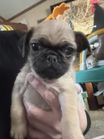 Dozer Pibbles, a male Pug and Yorkshire Terrier for sale in Shepherd, MI – Photo 3 of 5