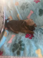 Diva, a female Pug and Yorkshire Terrier for sale in Shepherd, MI – 2 of 3