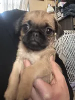 Shyla, a female Pug and Yorkshire Terrier for sale in Shepherd, MI – Photo 2 of 2