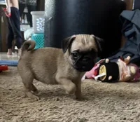 Shyla, a female Pug and Yorkshire Terrier for sale in Shepherd, MI – Photo 1 of 2