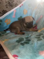 Lola, a female Pug and Yorkshire Terrier for sale in Shepherd, MI – 1 of 3