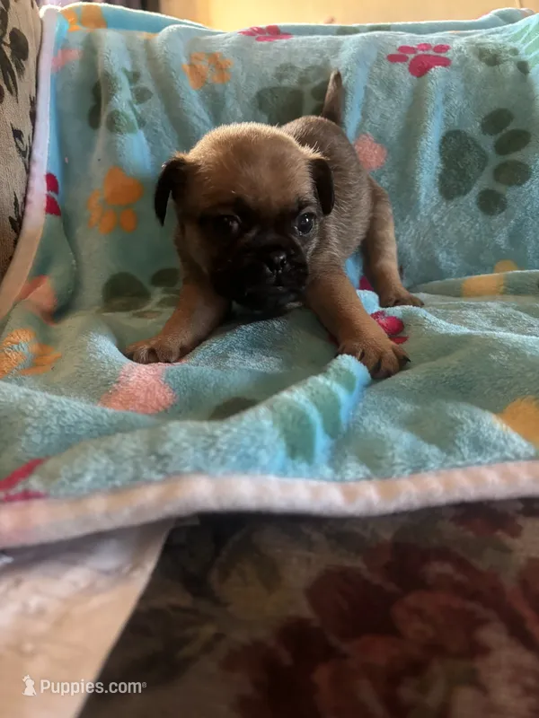 Teddy – Pug, Yorkshire Terrier puppy for sale in Shepherd, MI