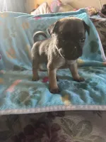 Square, a male Pug and Yorkshire Terrier for sale in Shepherd, MI – 2 of 3