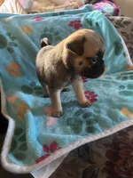 Aqua, a female Pug and Yorkshire Terrier for sale in Shepherd, MI – 2 of 3