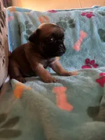 Tiny, a male Pug and Yorkshire Terrier for sale in Shepherd, MI – 1 of 2