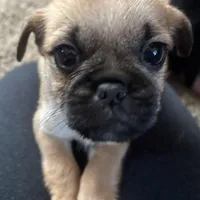 Rolly, a male Pug and Yorkshire Terrier for sale in Shepherd, MI – Photo 2 of 4