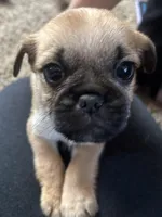 Rolly, a male Pug and Yorkshire Terrier for sale in Shepherd, MI – Photo 2 of 4