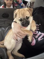 Rolly, a male Pug and Yorkshire Terrier for sale in Shepherd, MI – 7 of 10