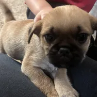 Rolly, a male Pug and Yorkshire Terrier for sale in Shepherd, MI – Photo 3 of 4
