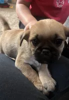 Rolly, a male Pug and Yorkshire Terrier for sale in Shepherd, MI – Photo 3 of 4