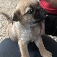 Rolly, a male Pug and Yorkshire Terrier for sale in Shepherd, MI – Photo 4 of 4