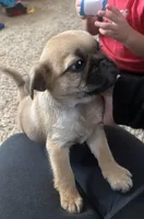 Rolly, a male Pug and Yorkshire Terrier for sale in Shepherd, MI – Photo 4 of 4