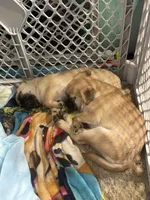Rolly, a male Pug and Yorkshire Terrier for sale in Shepherd, MI – 10 of 10