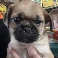 Rolly, a male Pug and Yorkshire Terrier for sale in Shepherd, MI – Photo 1 of 4