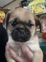 Rolly, a male Pug and Yorkshire Terrier for sale in Shepherd, MI – Photo 1 of 4