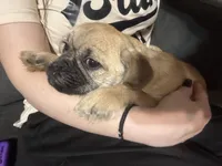 Rolly, a male Pug and Yorkshire Terrier for sale in Shepherd, MI – 8 of 10