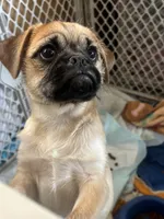 Rolly, a male Pug and Yorkshire Terrier for sale in Shepherd, MI – 9 of 10