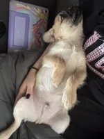 Rolly, a male Pug and Yorkshire Terrier for sale in Shepherd, MI – 6 of 10