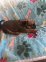 Diva, a female Pug and Yorkshire Terrier for sale in Shepherd, MI – 3 of 3