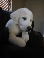 Aela, a female Great Pyrenees for sale in Hudson, CO – 1 of 3