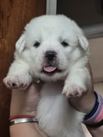 Koda # 2, a male Great Pyrenees for sale in Hudson, CO – 1 of 3