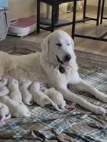 Koda # 2, a male Great Pyrenees for sale in Hudson, CO – 2 of 3