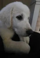 Aela, a female Great Pyrenees for sale in Hudson, CO – 3 of 3