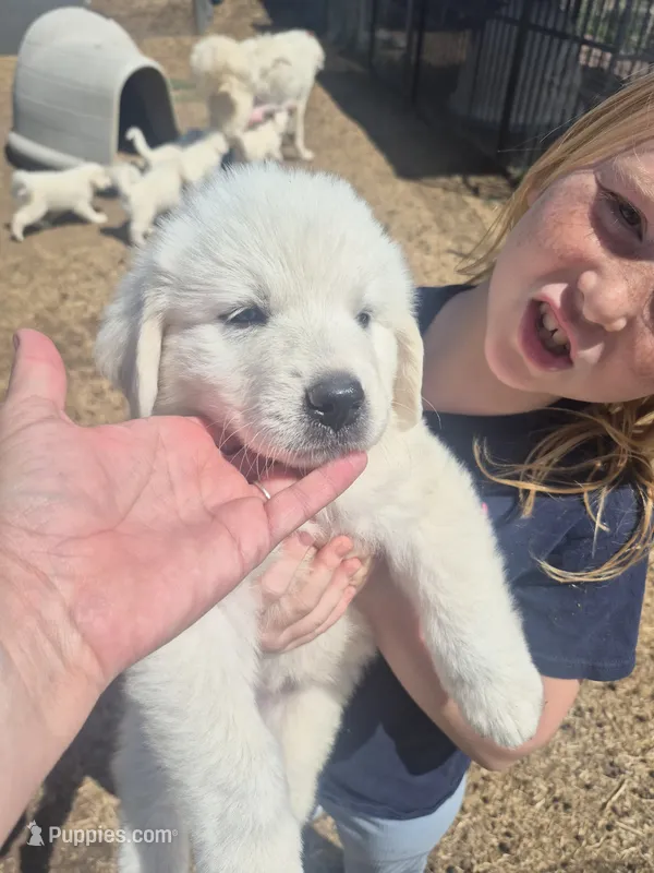 Sugar – Anatolian Shepherd Dog, Great Pyrenees puppy for sale in Hudson, CO