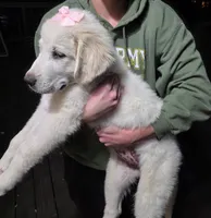 Aela, a female Great Pyrenees for sale in Hudson, CO – 2 of 3