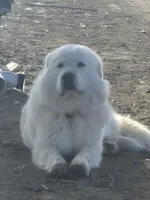 Sugar, a female Anatolian Shepherd Dog and Great Pyrenees for sale in Hudson, CO – 3 of 4