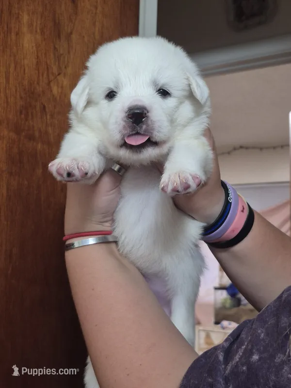Sugar – Anatolian Shepherd Dog, Great Pyrenees puppy for sale in Hudson, CO