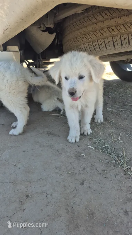 Violet – Great Pyrenees puppy for sale in Hudson, CO