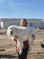 Sugar, a female Anatolian Shepherd Dog and Great Pyrenees for sale in Hudson, CO – 4 of 4