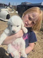 Star, a female Anatolian Shepherd Dog and Great Pyrenees for sale in Hudson, CO – 1 of 1