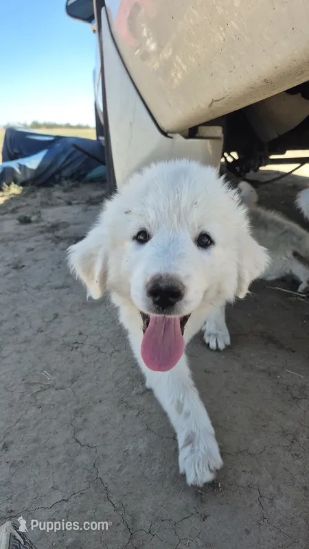 Strawberry – Great Pyrenees puppy for sale in Hudson, CO