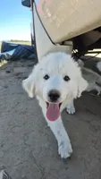 Strawberry, a female Great Pyrenees for sale in Hudson, CO – 1 of 1