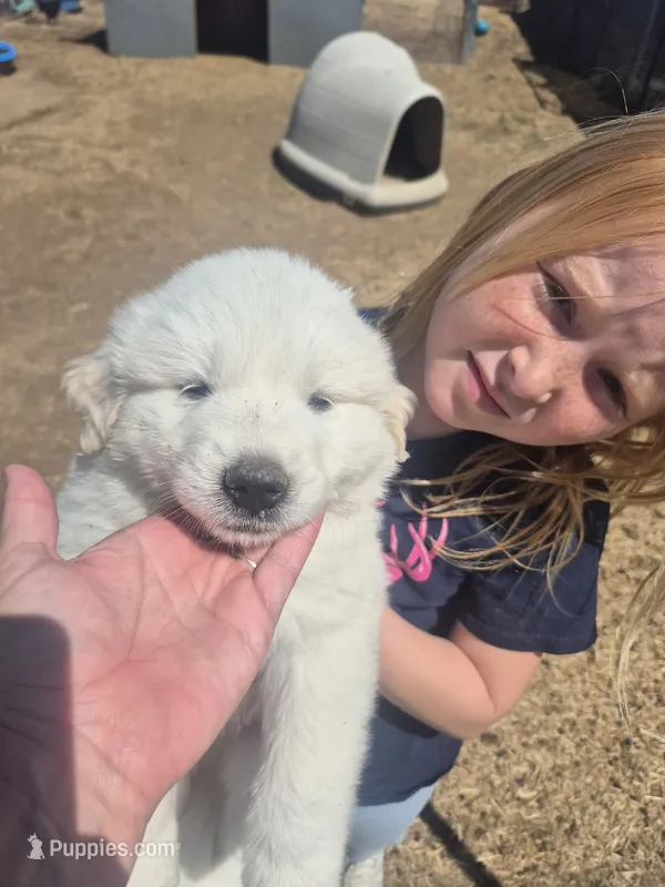 Blue – Anatolian Shepherd Dog, Great Pyrenees puppy for sale in Hudson, CO