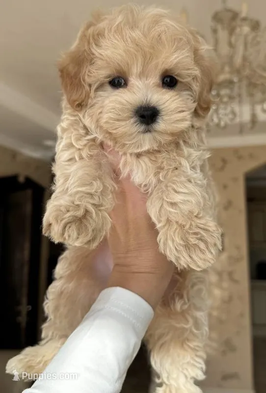 Toby – Maltipoo puppy for sale in Torrance, CA