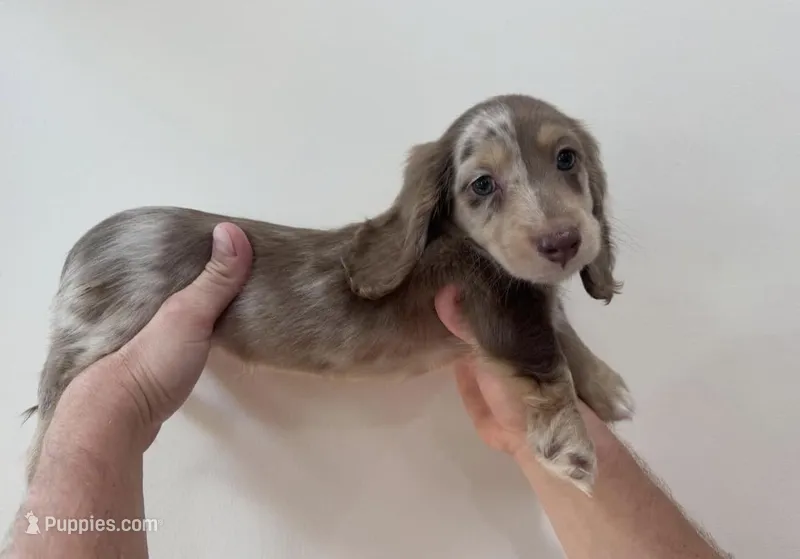 Toby – Dachshund puppy for sale in Torrance, CA