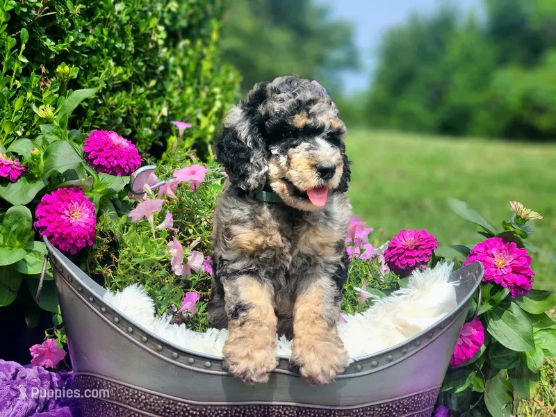 Marina – Poodle - Multi-Colored Standard, Poodle - Standard  puppy for sale in Pomona, MO