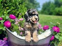 Marina, a female Poodle - Multi-Colored Standard and Poodle - Standard  for sale in Pomona, MO – 1 of 6