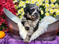 SPRINGER, a male Goldendoodle for sale in Pomona, MO – 2 of 5