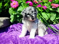 Larkspur, a female Poodle - Multi-Colored Standard and Poodle - Standard  for sale in Pomona, MO – 4 of 8