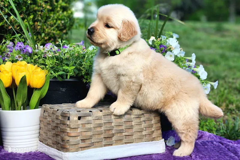 Diamond – Golden Retriever puppy for sale in Pomona, MO