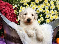 WILKOS, a male Goldendoodle for sale in Pomona, MO – 1 of 6