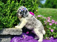 Larkspur, a female Poodle - Multi-Colored Standard and Poodle - Standard  for sale in Pomona, MO – 7 of 8